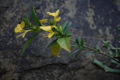 Barleria cuspidata
